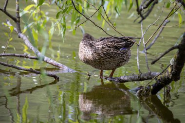 Dişi bir yaban ördeği yaprakların arasında bir göletin kıyısında duruyor..