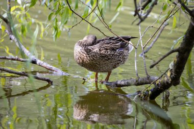 Dişi bir yaban ördeği yaprakların arasında bir göletin kıyısında duruyor..