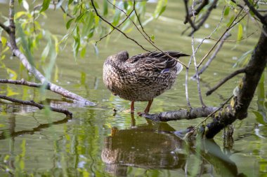 Dişi bir yaban ördeği yaprakların arasında bir göletin kıyısında duruyor..