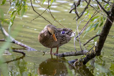 Dişi bir yaban ördeği yaprakların arasında bir göletin kıyısında duruyor..