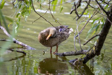 Dişi bir yaban ördeği yaprakların arasında bir göletin kıyısında duruyor..