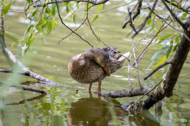 Dişi bir yaban ördeği yaprakların arasında bir göletin kıyısında duruyor..