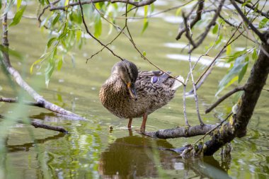 Dişi bir yaban ördeği yaprakların arasında bir göletin kıyısında duruyor..