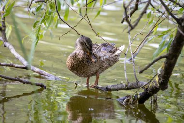Dişi bir yaban ördeği yaprakların arasında bir göletin kıyısında duruyor..