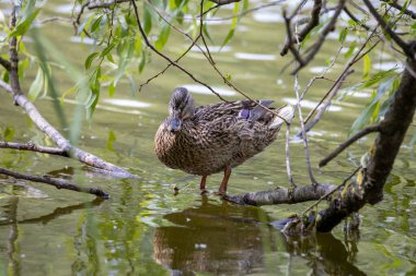 Dişi bir yaban ördeği yaprakların arasında bir göletin kıyısında duruyor..