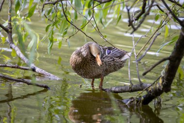 Dişi bir yaban ördeği yaprakların arasında bir göletin kıyısında duruyor..