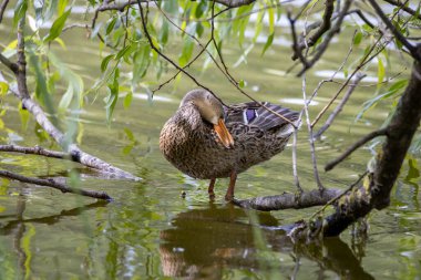 Dişi bir yaban ördeği yaprakların arasında bir göletin kıyısında duruyor..