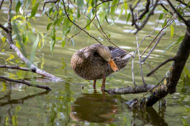 Dişi bir yaban ördeği yaprakların arasında bir göletin kıyısında duruyor..