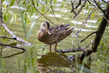 Dişi bir yaban ördeği yaprakların arasında bir göletin kıyısında duruyor..