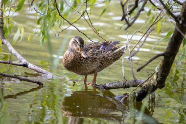 Dişi bir yaban ördeği yaprakların arasında bir göletin kıyısında duruyor..