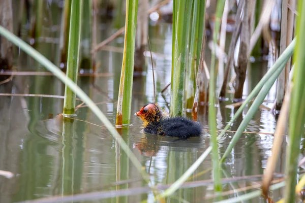Ein Einnistender Fulica Atra Vogel Schwimmt Einem Teich Schilf Grünes — Stockfoto