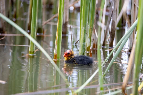 Ein Einnistender Fulica Atra Vogel Schwimmt Einem Teich Schilf Grünes — Stockfoto