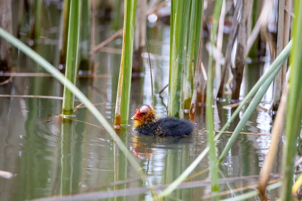 Ein Einnistender Fulica Atra Vogel Schwimmt Einem Teich Schilf Grünes — Stockfoto