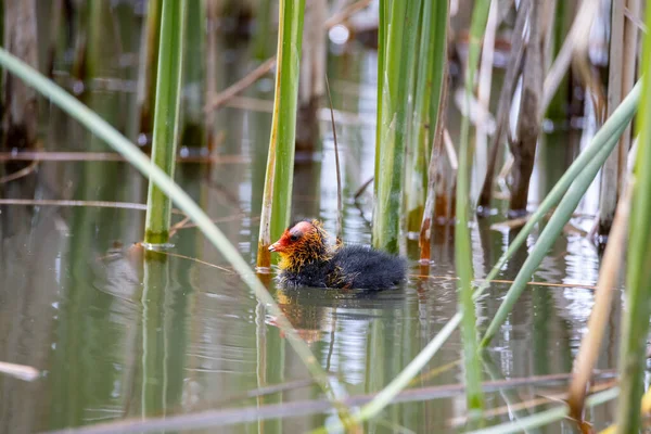 Ein Einnistender Fulica Atra Vogel Schwimmt Einem Teich Schilf Grünes — Stockfoto