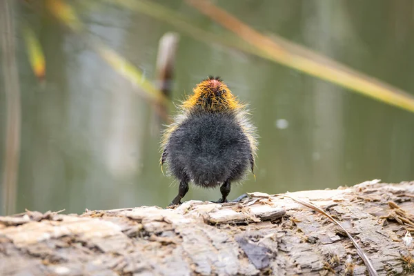 Een Nestelende Fulica Atra Staat Een Stam Tegen Achtergrond Van — Stockfoto