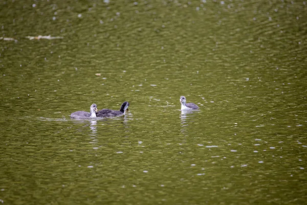 Fulica Atra Vogels Zwemmen Een Groene Vijver — Stockfoto