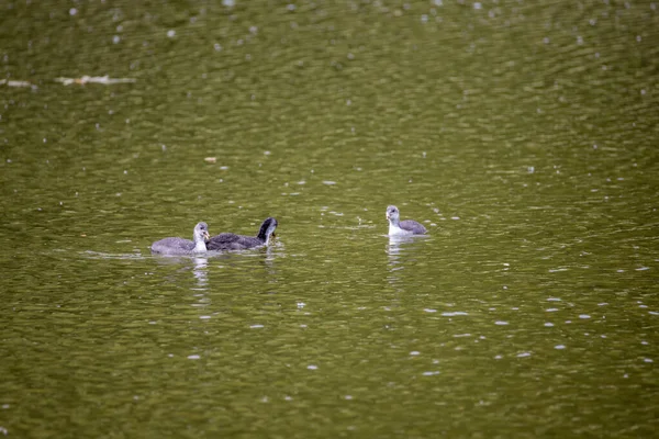 Fulica Atra Kuşları Yeşil Bir Gölette Yüzerler — Stok fotoğraf