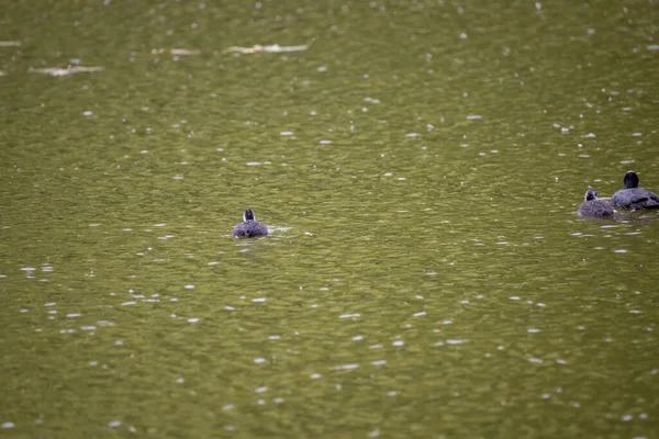 Fulica Atra Aves Nadam Uma Lagoa Verde — Fotografia de Stock