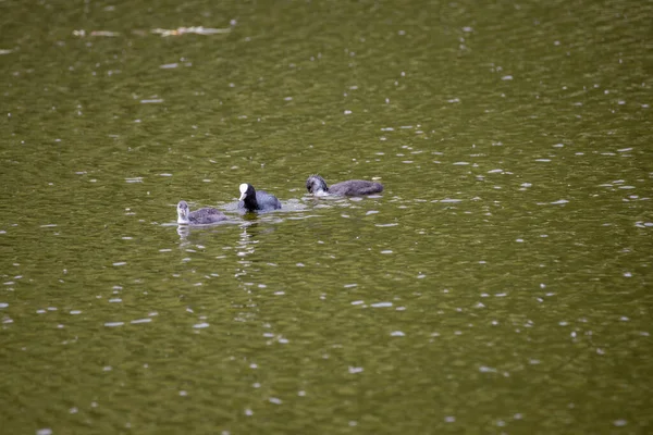 Fulica Atra Aves Nadam Uma Lagoa Verde — Fotografia de Stock