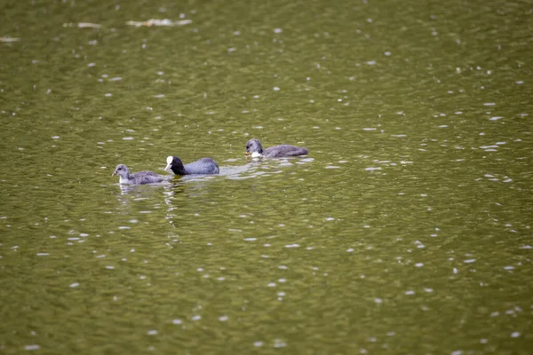 Fulica Atra Birds Swim Green Pond — Stock Photo, Image