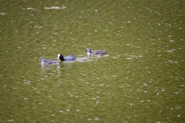 Fulica Atra Aves Nadan Estanque Verde — Foto de Stock