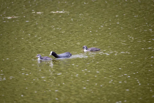 Fulica Atra Uccelli Nuotare Uno Stagno Verde — Foto Stock