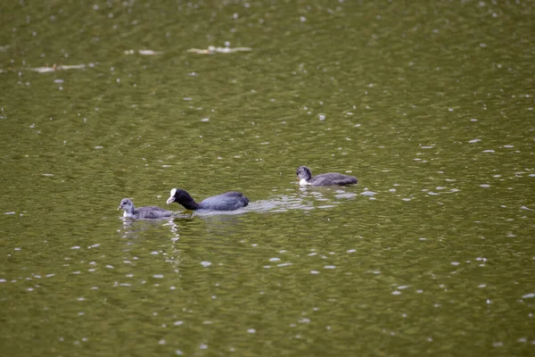 Fulica Atra Uccelli Nuotare Uno Stagno Verde — Foto Stock