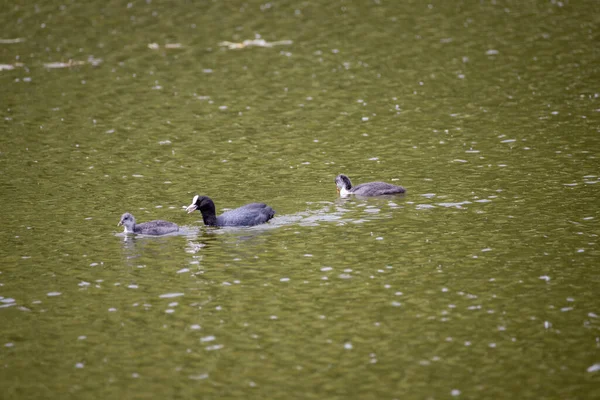 Les Oiseaux Fulica Atra Nagent Dans Étang Vert — Photo