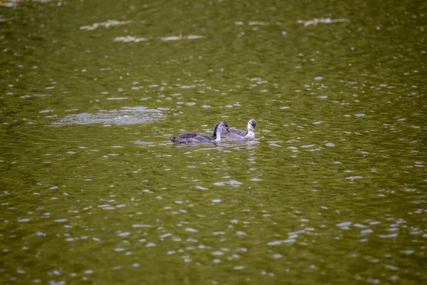 Fulica Atra Vögel Schwimmen Einem Grünen Teich — Stockfoto