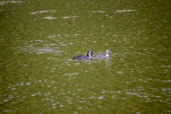 Les Oiseaux Fulica Atra Nagent Dans Étang Vert — Photo