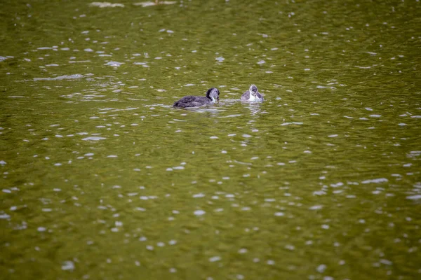 Fulica Atra Vögel Schwimmen Einem Grünen Teich — Stockfoto