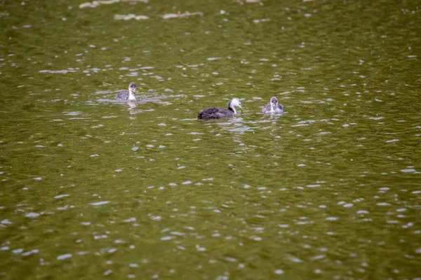 Fulica Atra Vögel Schwimmen Einem Grünen Teich — Stockfoto