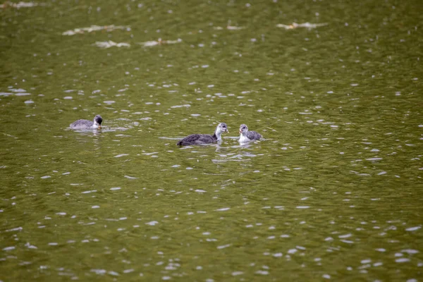 Fulica Atra Aves Nadam Uma Lagoa Verde — Fotografia de Stock