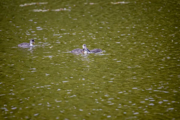 Les Oiseaux Fulica Atra Nagent Dans Étang Vert — Photo