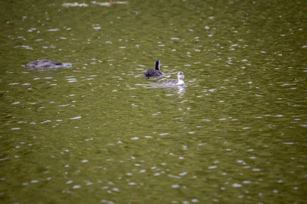 Fulica Atra Birds Swim Green Pond — Stock Photo, Image