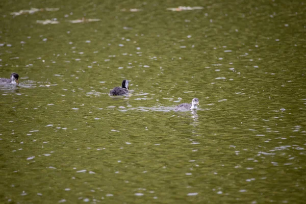 Fulica Atra Uccelli Nuotare Uno Stagno Verde — Foto Stock