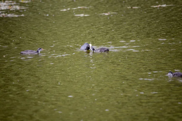 Fulica Atra Aves Nadam Uma Lagoa Verde — Fotografia de Stock
