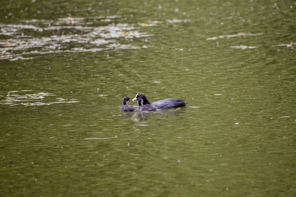 Fulica Atra Vögel Schwimmen Einem Grünen Teich — Stockfoto
