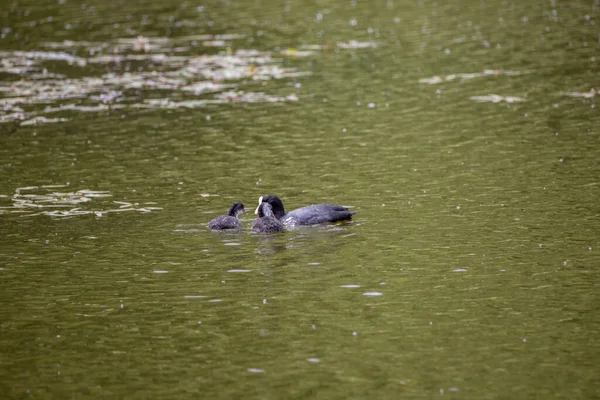 Fulica Atra Vögel Schwimmen Einem Grünen Teich — Stockfoto