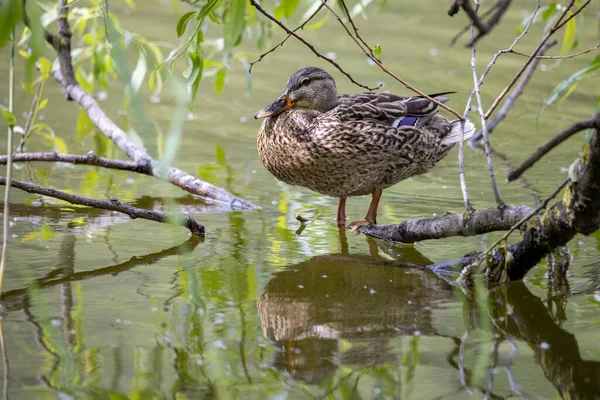 葉の間に池のほとりには雌のマガモが立っている — ストック写真