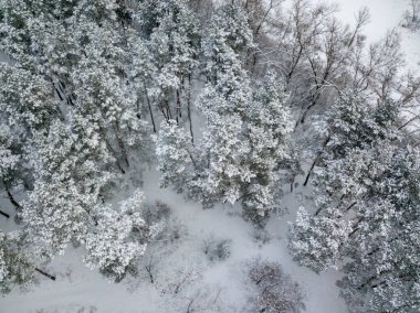 Hava aracı üst görüntüsü. Karla kaplı kozalaklı ağaçlar. Bulutlu, dondurucu kış sabahı.