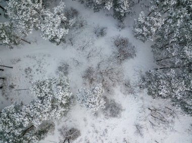 Hava aracı üst görüntüsü. Karla kaplı kozalaklı ağaçlar. Bulutlu, dondurucu kış sabahı.