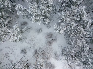 Hava aracı üst görüntüsü. Karla kaplı kozalaklı ağaçlar. Bulutlu, dondurucu kış sabahı.