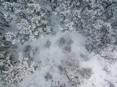 Hava aracı üst görüntüsü. Karla kaplı kozalaklı ağaçlar. Bulutlu, dondurucu kış sabahı.