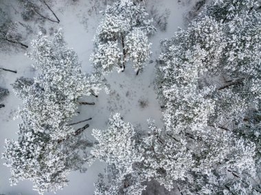 Hava aracı üst görüntüsü. Karla kaplı kozalaklı ağaçlar. Bulutlu, dondurucu kış sabahı.