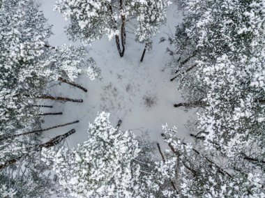 Hava aracı üst görüntüsü. Karla kaplı kozalaklı ağaçlar. Bulutlu, dondurucu kış sabahı.
