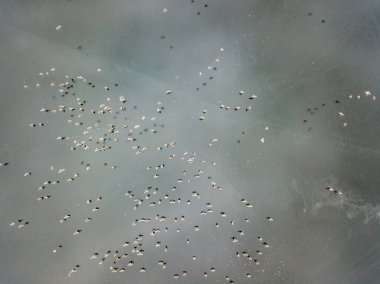 Donmuş nehrin ince buzunun üzerindeki ördekler. Hava aracı görüntüsü. Kış dondurucu sabah.