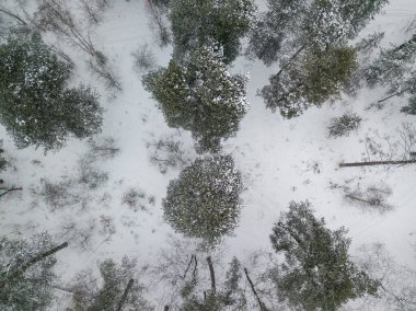 Hava aracı üst görüntüsü. Karla kaplı kozalaklı ağaçlar. Bulutlu karlı kış günü.