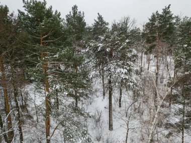 Hava aracı görüntüsü. Karla kaplı kozalaklı ağaçlar. Bulutlu kış günü.