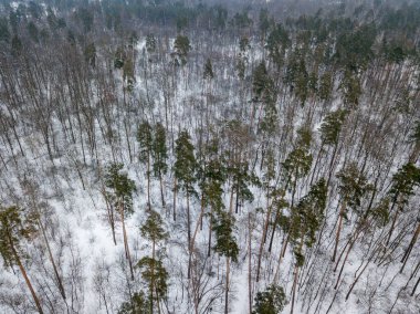Hava aracı üst görüntüsü. Karla kaplı kozalaklı ağaçlar. Bulutlu karlı kış günü.